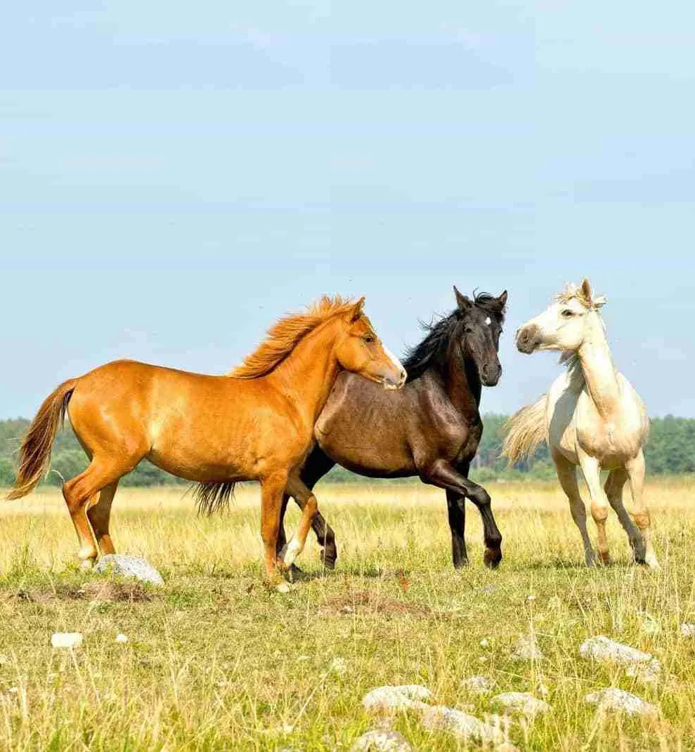 Siciliano Indigeno Horses